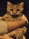 Pisica tigarata, 1 an, femela, ofer spre adoptie