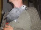 dau gratis un papagal gris din  Gabon gratis